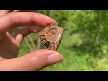 Charger et lire la vidéo dans la visionneuse de la Galerie, Ammonite de Madagascar 8
