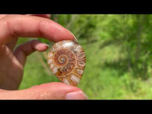 Charger et lire la vidéo dans la visionneuse de la Galerie, Ammonite de Madagascar 14
