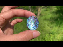 Charger et lire la vidéo dans la visionneuse de la Galerie, Abalone 61
