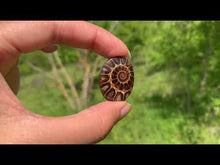 Charger et lire la vidéo dans la visionneuse de la Galerie, VENDU Ammonite de Madagascar 7
