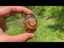 Charger et lire la vidéo dans la visionneuse de la Galerie, Ammonite de Madagascar 12
