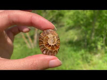 Charger et lire la vidéo dans la visionneuse de la Galerie, Ammonite de Madagascar 9
