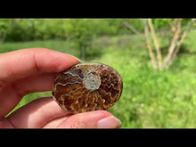 Charger et lire la vidéo dans la visionneuse de la Galerie, Ammonite de Madagascar 12

