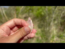 Charger et lire la vidéo dans la visionneuse de la Galerie, Jaspe oeil d&#39;oiseau 9
