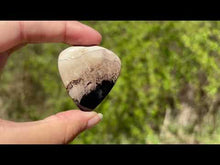 Charger et lire la vidéo dans la visionneuse de la Galerie, Bois fossilisé 13
