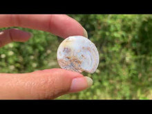 Charger et lire la vidéo dans la visionneuse de la Galerie, Ammonite 23
