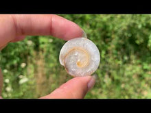 Charger et lire la vidéo dans la visionneuse de la Galerie, VENDU Ammonite 15
