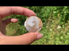 Charger et lire la vidéo dans la visionneuse de la Galerie, Ammonite 11
