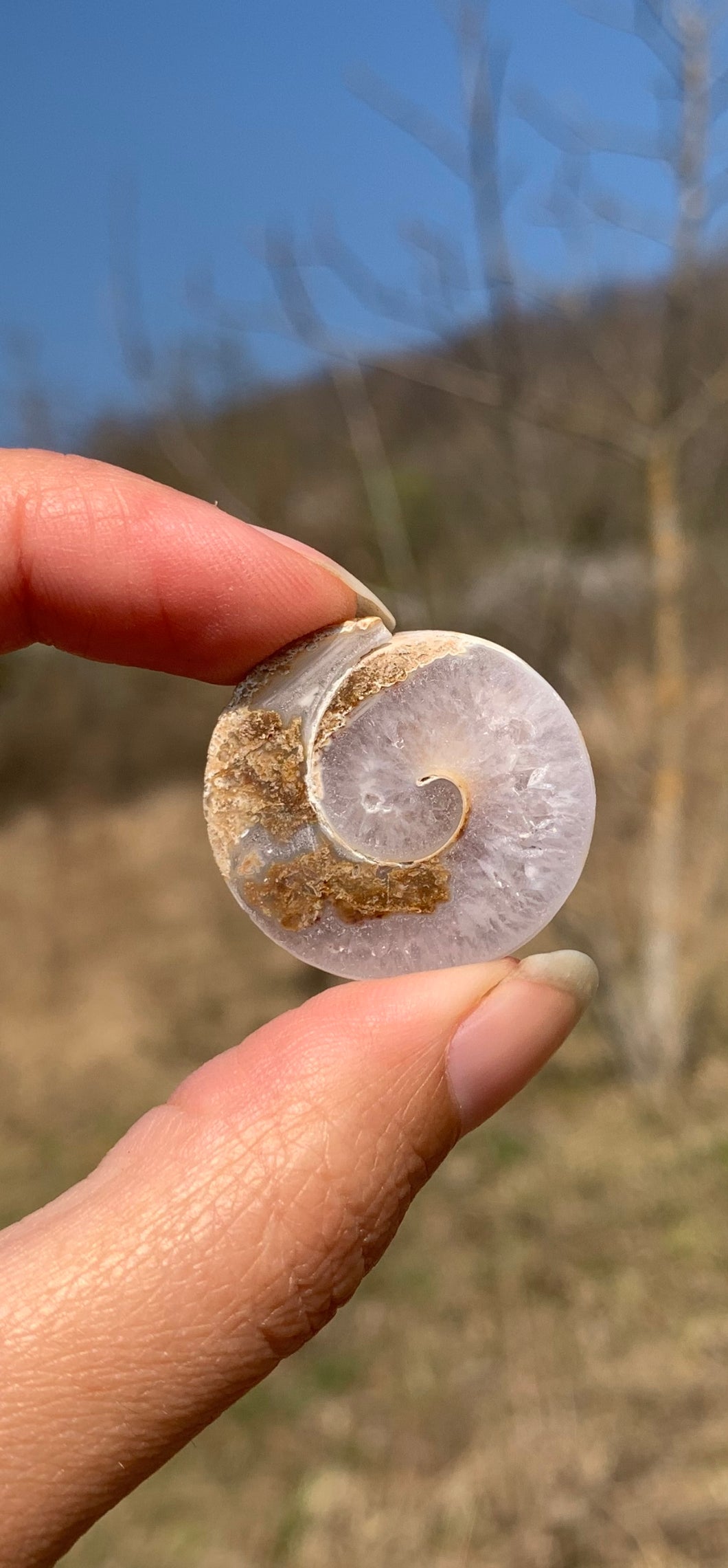 VENDU Ammonite 1