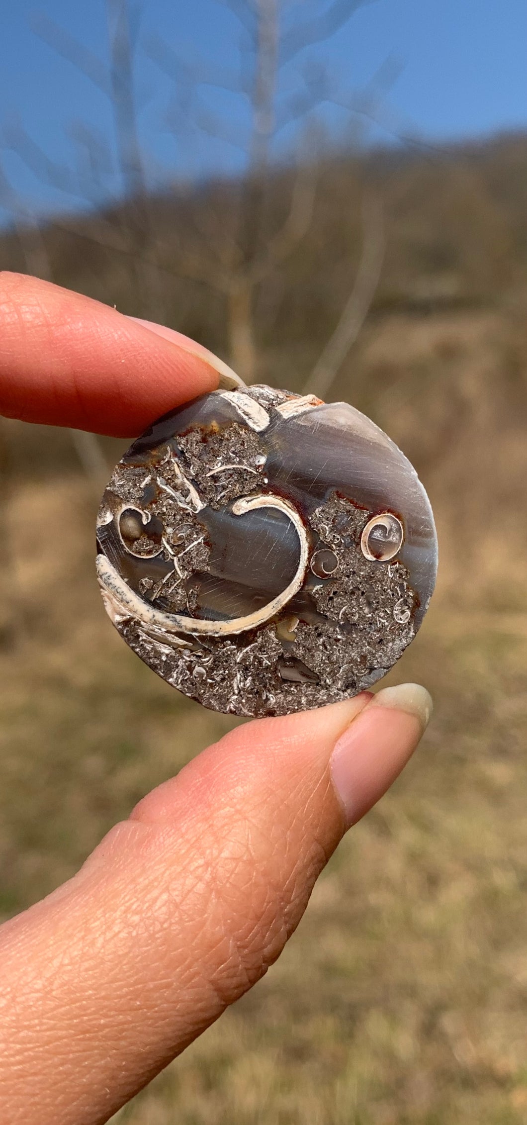 VENDU Ammonite 2