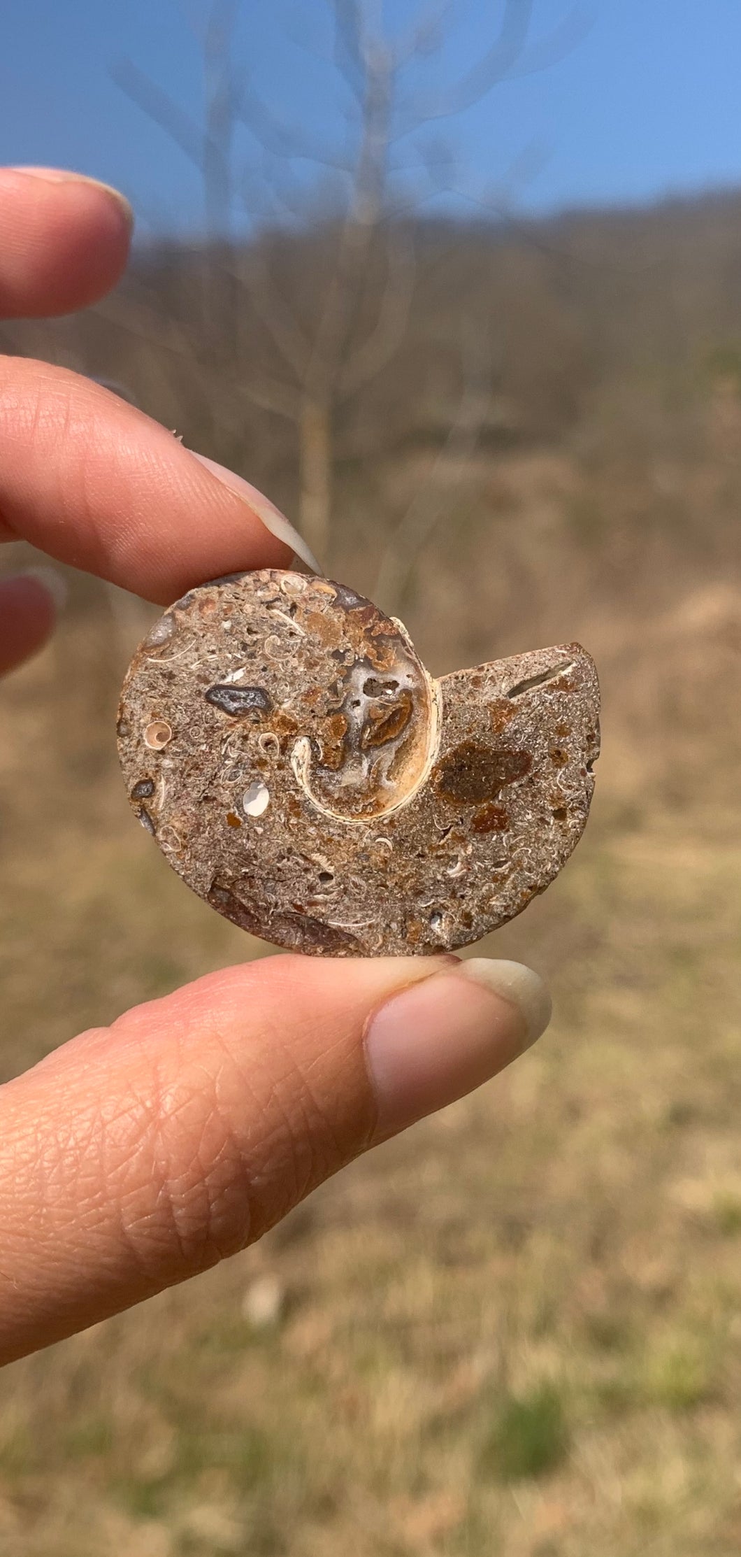Ammonite 3
