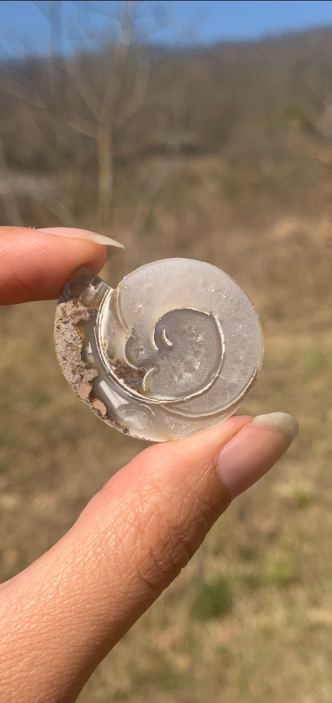 VENDU Ammonite 6