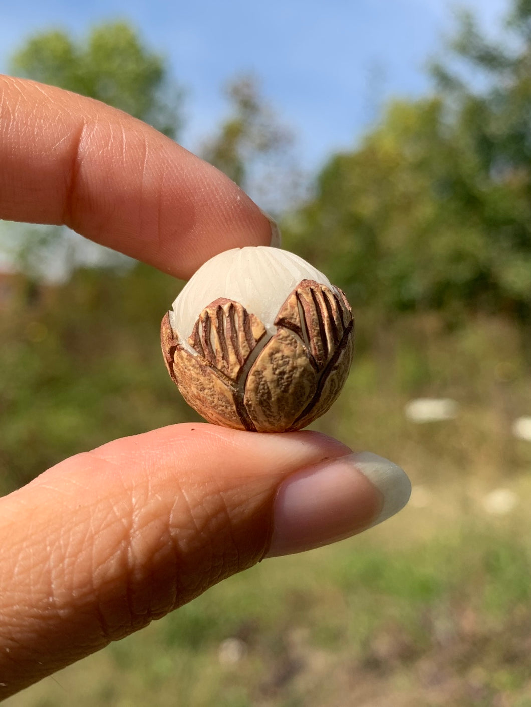 Perle en bois de noix de coco